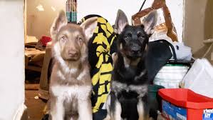 German shepherd for sale in pakistan. German Shepherd Puppies For Sale Hartstown Pa 297765
