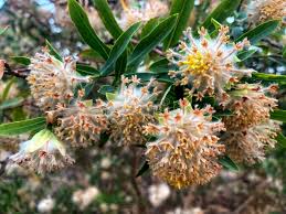 Image result for Gnidia glauca