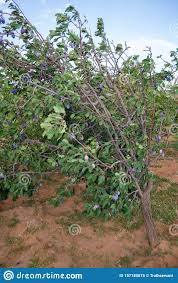 We did not find results for: Plum Tree Damson Plum Stockbild Bild Von Vielzahl Berechnet 157185875