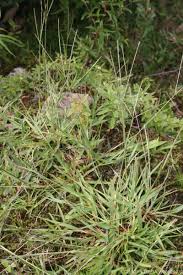 Image result for Digitaria ternata