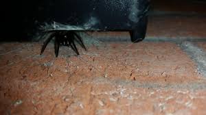 It turned out to be a segestria florentina, or tube web spider, living in a hole. Video Dozens Of Fanged Tube Spiders Found Living Outside Houses On A Newport Street South Wales Argus