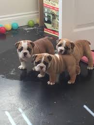 Where can i get a diamond bulldog in canada? English Bulldog Puppies For Sale Vancouver Wa 110924