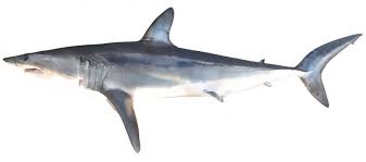 Image result for Isurus oxyrinchus