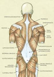 Upper back anatomy chart futurenuns info. Muscles Of The Neck And Torso Classic Human Anatomy In Motion The Artist S Guide To The Dynamics Of Figure Drawing