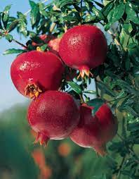How To Grow Pomegranate Tree In A Container Pomegranate Fruit Fruit Plants Fruit Garden