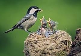 Image result for चिड़िया दाना खाती