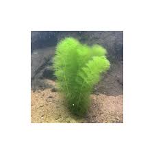 Image result for Limnophila fluviatilis
