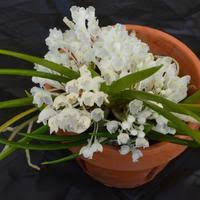 Image result for Podangis dactyloceras