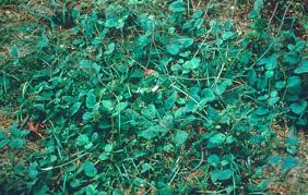 Image result for Boerhavia repens
