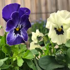 Stiefmutterchen Pflanzen Blumen Zimmerpflanzen