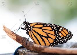 Free for commercial use no attribution required high quality images. Brush Footed Butterfly Stock Photos Offset