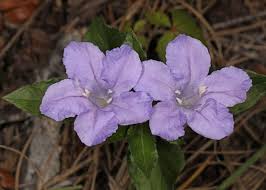 Image result for Ruellia cordata