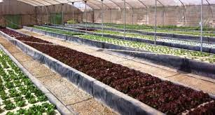 Aquaponics Farming Dubai Aquaponic