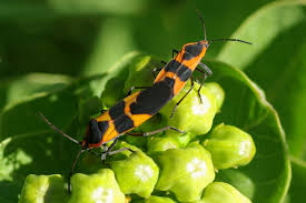 Large Milkweed Bugs Are Aptly Named They Are Most Often Seen On Milkweed Oncopeltus Fasciatus Park Nature Coppell