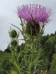 Image result for Cirsium
