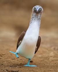 Bird With Blue Feet Galapagos Pin On Birds Of A Feather