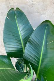 Image result for Strelitzia