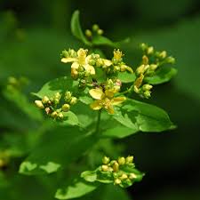 Image result for Hypericum humbertii