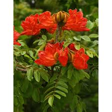 Image result for Spathodea campanulata