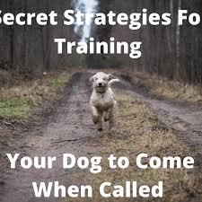 Instead, it can get down to the business of making friends with the puppy. Secret Strategies For Training Your Dog To Come When Called Pethelpful