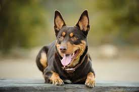 A benefit of medium size dog breeds is the ease of grooming, when compared to larger breeds. 15 Short Haired Dogs Dogs Breeds With Short Hair