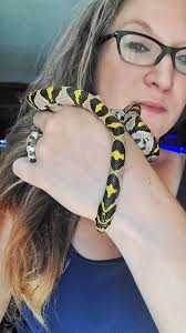 Male Japanese ratsnake Bandit ❤️