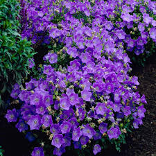 Campanula Carpatica A Fantastic Clump Forming Perennial That Forms Masses Of Sparkling Star Shaped Blue Flowers With Vi Plants Flowers Perennials Ground Cover