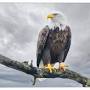 Bald eagle painting on canvas from canvasartplus.com