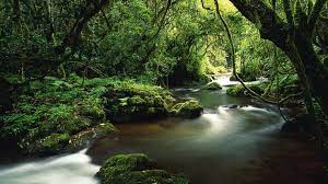 Https Www Google Com Search Q Rainforest Stream Tropical River Outdoor Rainforest