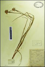 Image result for Cyperus niveus