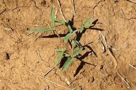 Image result for Moorochloa eruciformis