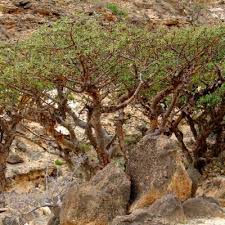 Image result for Burseraceae