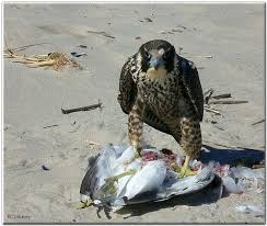 Peregrine Falcon Birds Of Prey Animals Peregrine Falcon Eating A Seagull Bald Eagle Peregrine Falcon Animals