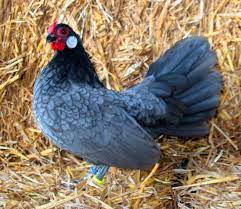 rosecomb thread chicken breeds pet chickens chickens backyard