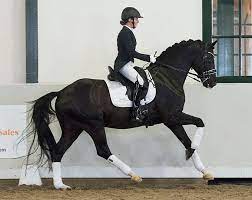 A french term, most commonly translated to mean training) is a form of riding performed in exhibition and competition, as well as an art sometimes pursued solely for the sake of mastery. Magnificent Collection Of Talented Sport Horses In 2020 Excellent Dressage Sales