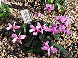 Image result for Cyclamen parviflorum