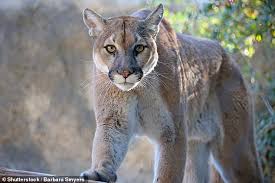 Each of the texas hunting ranches we feature provide exceptional hunts for big and small game animals. Mountain Lion Attacks And Kills A Man In Texas As Residents Are Warned To Keep Children Indoors
