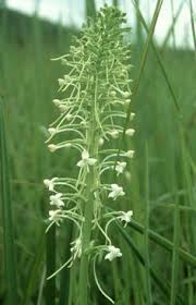 Image result for Habenaria zambesina