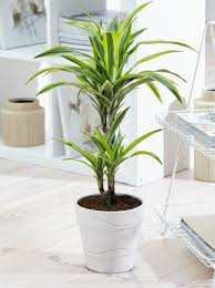 how ikea pots change the look of indoor plants in 2021 indoor plants plants tall indoor plants