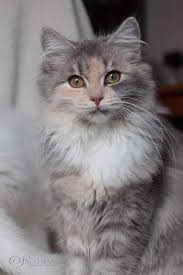 Latest Pictures Bengal Cats Long Hair Tips 1st When It Comes To Just What Is Truly A Bengal Cat Bengal Kittens And Cats Really Are In 2020 Cute Cats Pretty Cats Cats