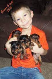 Yorkie Pregnancy Yorkshire Terrier Information Center