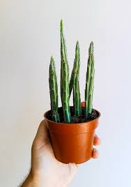 Image result for Kleinia sp.no.1