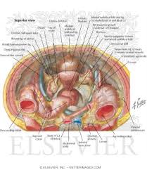 Four abdominal quadrants and nine abdominal regions in anatomy and physiology, you'll learn how to divide the abdomen into nine different regions and four different quadrants. Pelvic Contents Female