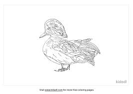 Duck coloring pages for preschool, kindergarten and elementary school children to print and color. Falcated Duck Coloring Pages Free Animals Coloring Pages Kidadl