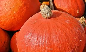 Speisekurbis Selbst De Speisekurbis Kurbis Kurbissorten Essbar