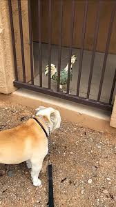 Maybe you would like to learn more about one of these? Oregon Live Puppies Bulldog Bmo Show