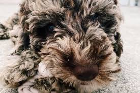 Labradoodle pictures are something we love to share! Labradoodle Appearance Size Temperament Exercise Shedding