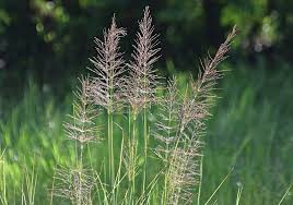 Image result for Chrysopogon