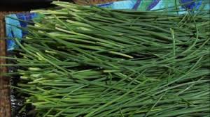 We did not find results for: How To Dry Garlic Chives Youtube