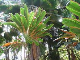 This plant, however, requires special. Plantfiles Pictures Cordyline Hawaiian Ti Plant Good Luck Plant Ti Plant Schumbertii Cordyline Fruticosa By Trackinsand